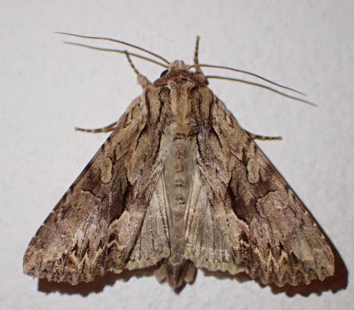 Réf. 275 630 : Apamea monoglypha